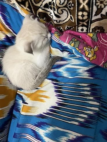 black cat: Сиамская, 2 месяца, Девочка, Приучена к лотку — 5