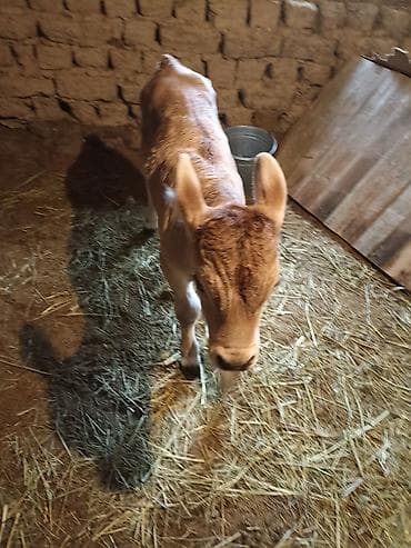 Рыбы: Продаю | Музоо, торпок | Для молока | Искусственник — 1