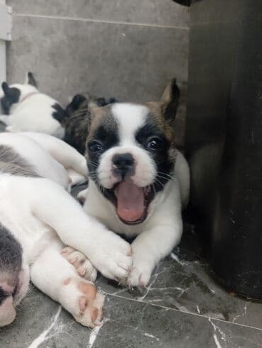 ит атабыз: Бульдог, 1 месяц, Самец — 4