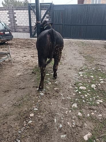 кой аштоо: Продаю | Тёлка | Ангус | Для разведения | Привязанные — 7