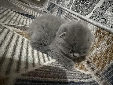 котята скоттиш страйт: Шотландские вислоухие котята (Scottish Fold), окрас голубой (blue). - — 8