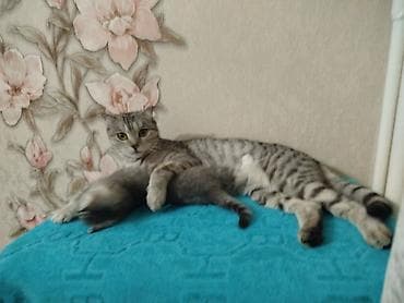 обнимашки: Котята шотландской породы, домашний помёт. Возрост 1.5 месяца. Окрас — 8