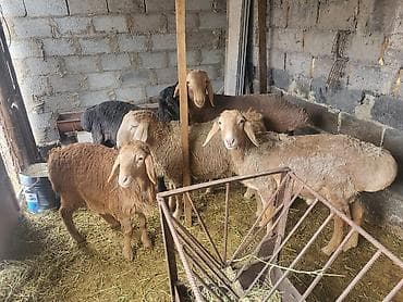 шкура баран: Продаю | Баран (самец) | Полукровка | Для разведения | Ярка — 4