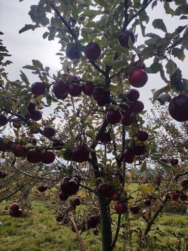 аренда дом кудайберген: 275000 соток, Бизнес үчүн — 2