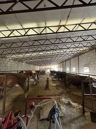 продаю ферма: 2400 соток, Для сельского хозяйства, Договор дарения — 1