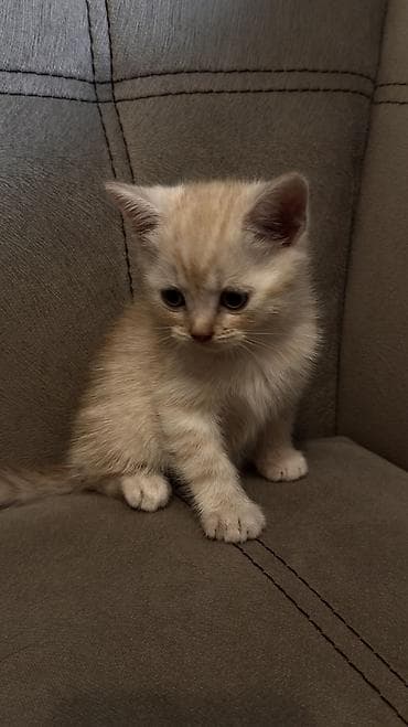 куплю кота британца: 🐱 Шотландские котята ищут любящие семьи 🐱 Возраст — 1 месяц и 20 дней — 4