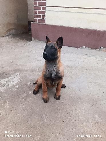 Ветеринар кызматы: Бельгия овчаркасы, 3 айлык, Ургаачы, Ит тегин тастыктоочу документ — 4