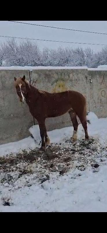 Продаю | Жеребец | Для разведения, Конный спорт