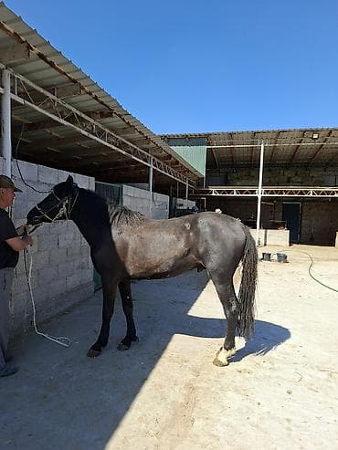 жылкы бе: Сатам | Жылкы (эркек), Байтал | Кара Жорго | Союуга | Мерин — 4