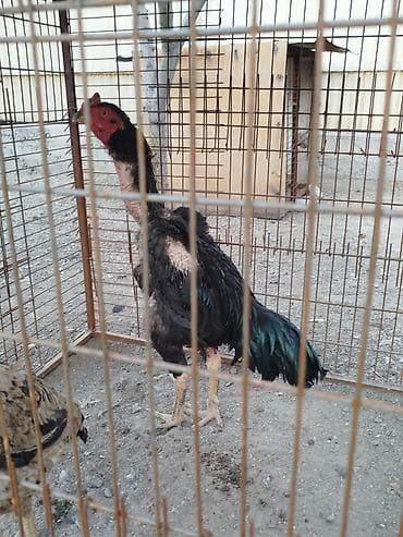 рыбы в кыргызстане: Продаю | Петух — 9