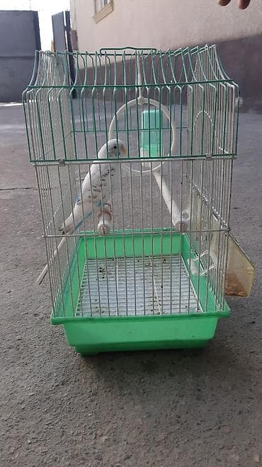 животные для дома: Клетка для волнистого попугая с аксессуарами - Материал — 3