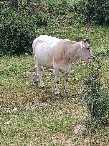 абиссинская кошка бишкек: Продаю | Корова (самка) | Полукровка | Для разведения — 3