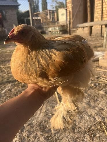 брамы: Продаю | Куры | Брама | Для разведения — 2