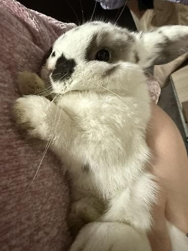 декоративный гипс: Домашний декоративный кролик с пятнистым окрасом (белая шерсть с — 4