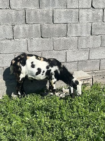 карликовая коза: Продаю | Коза (самка) | Нубийская | На забой, Для разведения, Для молока | Племенные, Котные, Осеменитель — 5