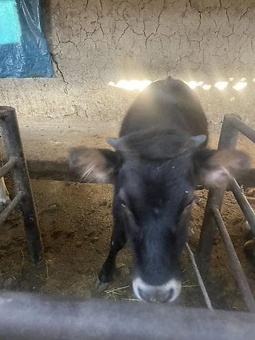 Үй жаныбарлары: Сатам | Кунаажын | Бордоп семиртүү үчүн — 4