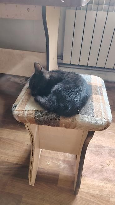ph down: Котята домашние, пушистые, от одной кошки. В помёте 3 окраса: - чёрный — 1