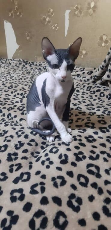 куплю кошку: Продаю котят донского сфинкса: - биколор (черно-белая, черная), велюр — 9