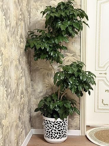 комнатный перец: Продаётся кофейное дерево 🌿 Высота: 180 см Цена: 4500 сом Красивое — 2