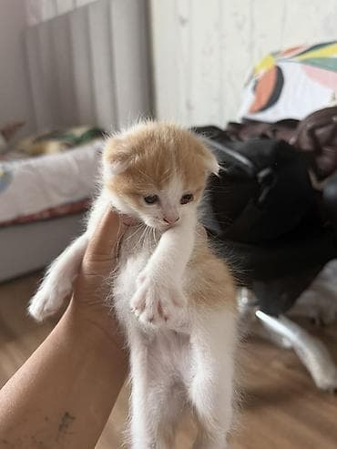 вислоухая кошка: 🐾 Шотландские вислоухие котята ищут любящий дом 🏡 Очаровательные — 3