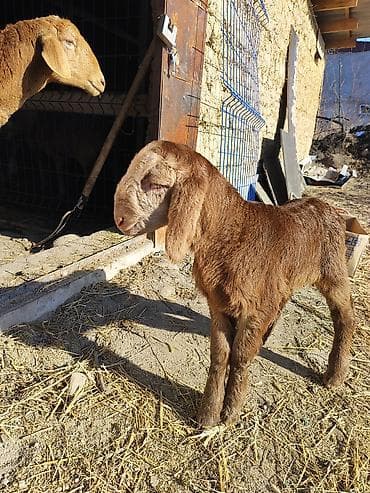 кролики каракол: Сатам | Кочкор (эркек) | Арашан | Көбөйтүү үчүн | Жасалма жол менен боозутуу — 4