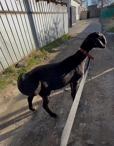 где можно купить хорька: Продаю | Баран (самец) | Арашан | Для разведения — 3