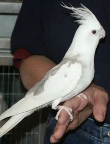 А/ч жаныбарлары үчүн тоюттар: Белощекие кареллы хорошо учатся говорить и приручаются к рукам. Так же — 7