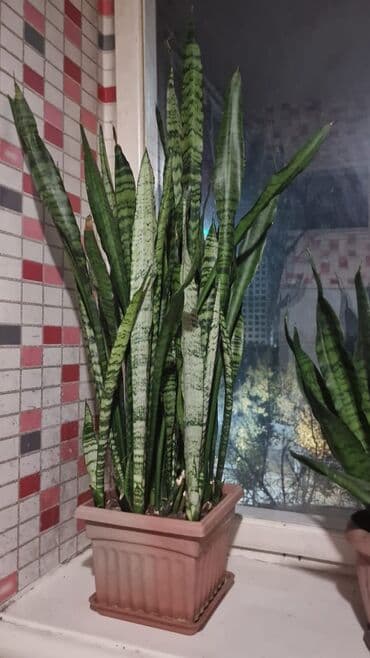 растения для аквариума: Комнатные цветы Сансивьерия санса тёщин язык В квадратном санса — 3