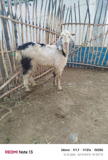 хаски фото щенки цена: Продаю | Коза (самка) | Полукровка | Для разведения — 10