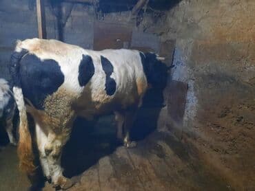 крематорий для животных: Продаю | Бык (самец) | Для разведения | Племенные — 1
