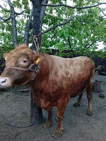 сколько стоит один бык: Продаю | Бык (самец) | На откорм | Привязанные — 3