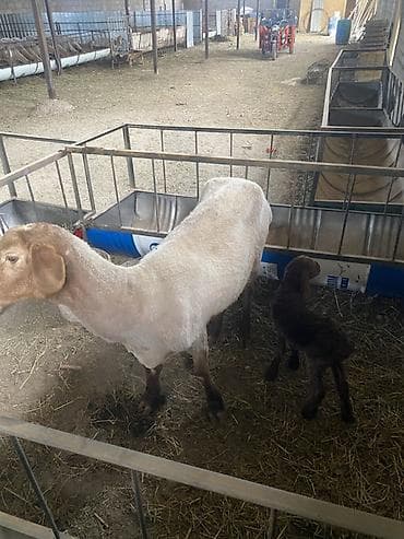 купить британскую кошку: Продаю | Овца (самка) | Для разведения | Матка — 4