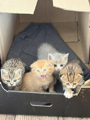 Мышыктар: Котята из одного помёта. Породы/тип: - Шотландские вислоухие (рыжие — 8