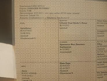 щенки спанелья: Предлагаются к продаже щенки лабрадор-ретривера. 🔸 Возраст: 34 дней 🔸 — 8