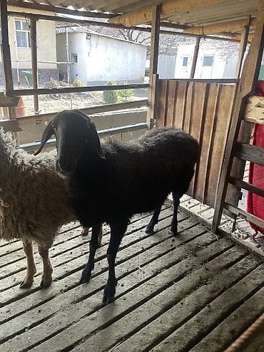 коровы сокулук: Продаю | Овца (самка) | Для разведения | Племенные — 8