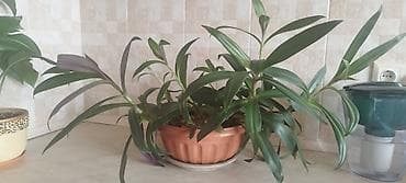 домашнее растение: Традесканция сидячецветковая (Tradescantia spathacea/флоттинг) — 6