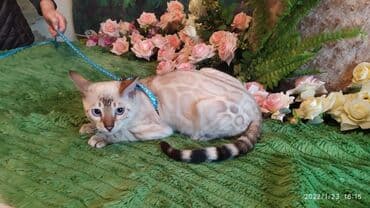 куда можно отдать собаку в бишкеке: Бенгальская, 2 месяца, Девочка — 14