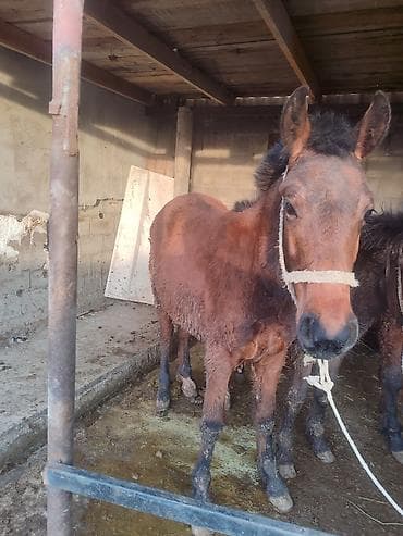 утки с утятами: Продаю | Жеребенок | Полукровка — 4