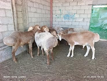 Продаю | Баран (самец) | Для разведения
