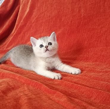 возьму кота: Скотиш Страйт (Шотландская прямоухая), 1 месяц, Девочка, Серебристая шиншилла, Приучена к лотку — 7