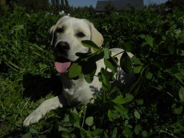 Лабрадор-ретривер, 6 месяцев, Самец, С прививкой