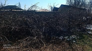 Дрова Самовывоз