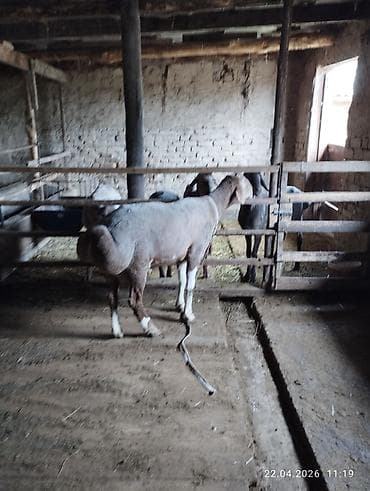 корм для овец: Продаю | Овца (самка) | Для разведения — 3