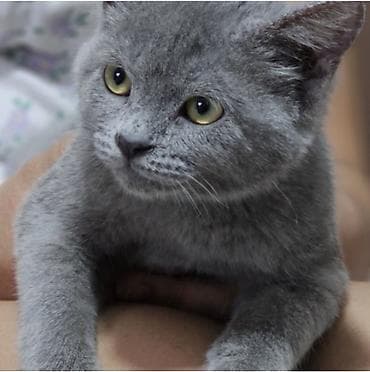 шотландский скоттиш страйт: Шотландская кошка (окрас: серый/голубой), короткошёрстная. Крупные — 2