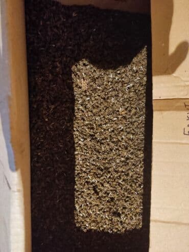 мед формы: Продаю Пчелинный подмор 
100 гр — 1