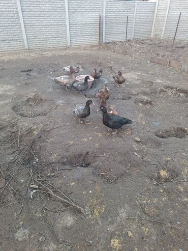 купить собаку шпица недорого: Продаю тяжёлую линию уток.Есть так же гуси порода мамут — 9