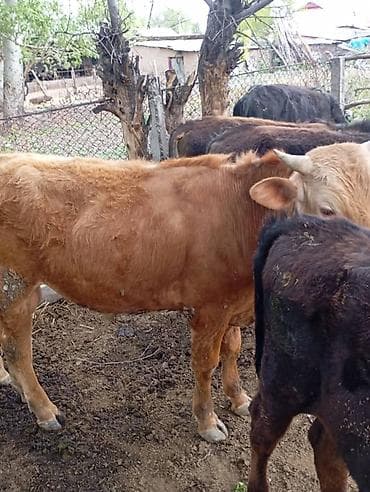 Үй жаныбарлары: Сатам | Бука (эркек) | Бордоп семиртүү үчүн — 3