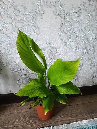 сансевиерия бишкек: Комнатные растения в горшках: 1) Сансевиерия (Sansevieria — 5