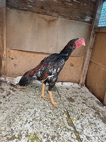 дакан шамо: Продаю | Петух | Бойцовая | Для разведения, Для боев — 1