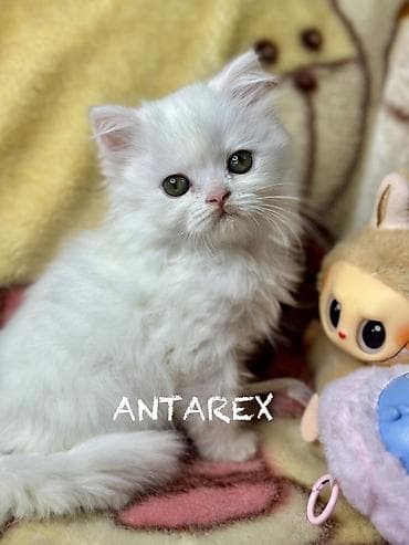 доска объявлений кошки: Шотландский котик, белый. Чистопородные шотландские котята от красивой — 3